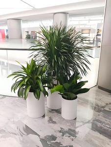 宁波奉化绿植出租公司，为您的空间注入自然生机